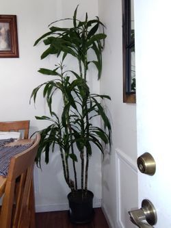 Natural Plant