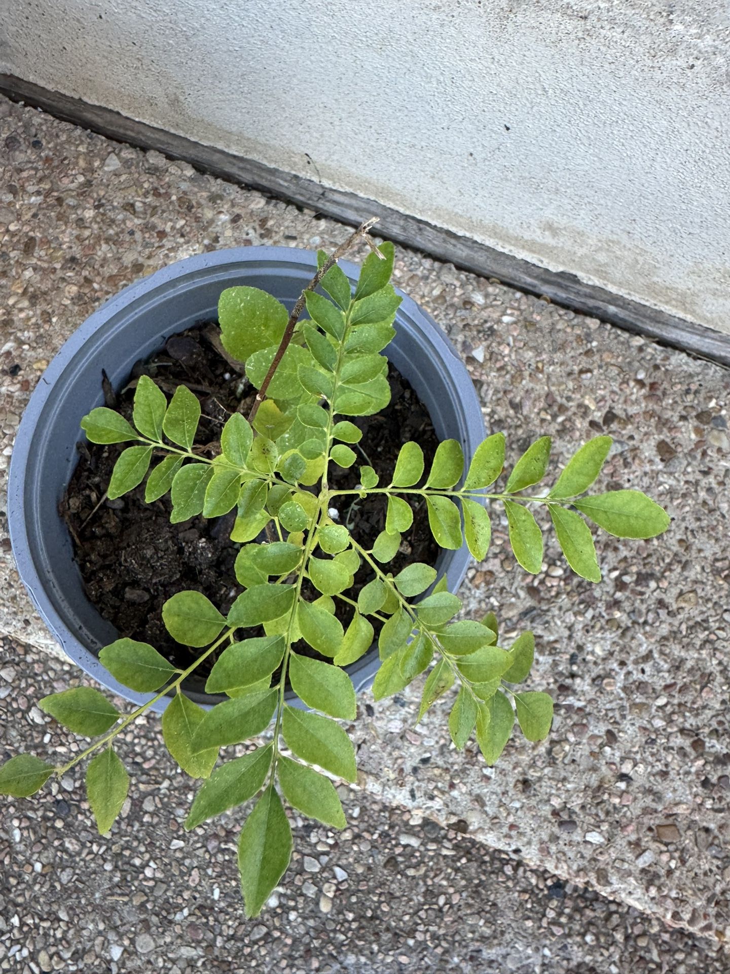 Curry Leaf And Tulsi In Same Planter