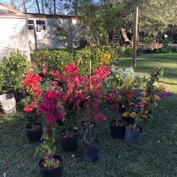 Boganbilias/bougainvillea 