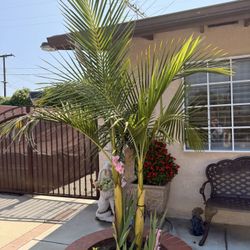 Palm 