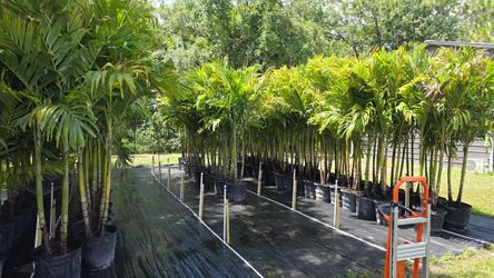 Christmas Palms 15gal 7-8ft