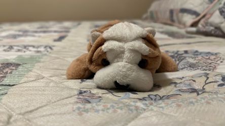 Wrinkles The Dog