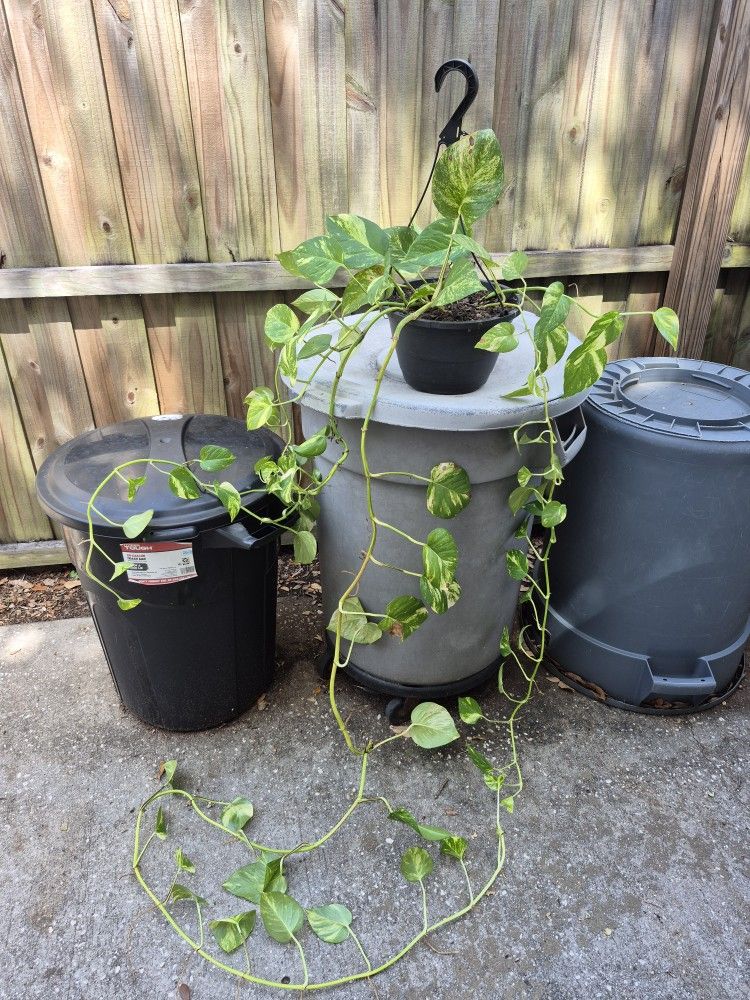 Large Trailing Pathos Hanging Plant Indoor / Outdoor