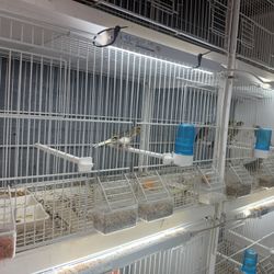 Bird Cage 