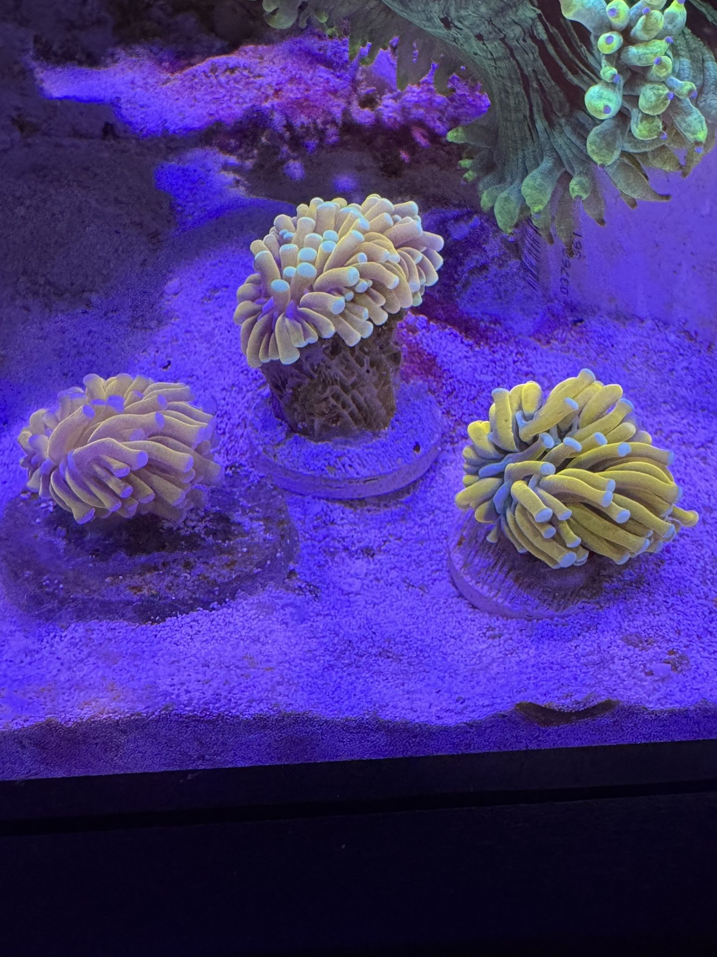 Artificial Gold/banana Torch Coral