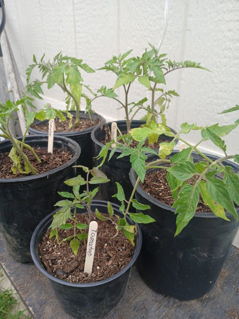 Tomato Plant 