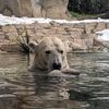A Polar Bear Sells Things
