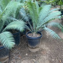 Cycad - Dioon Spinulosum