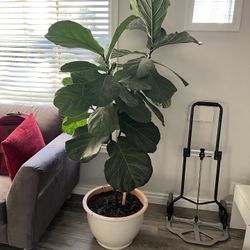 Live Plant With Pot  $60