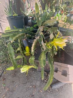 Dragon fruit plant