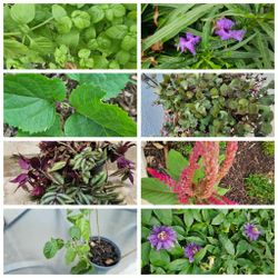 10+ plants for $20, please see description
