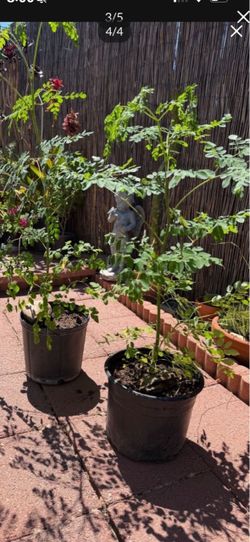 Maronga/ Malunggay tree  5ft tall, each $30