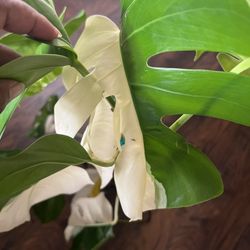 Monstera Albo Plant Cutting ( Pls Read Description Below)