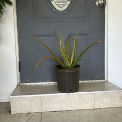 Aloe Vera Mature Plant