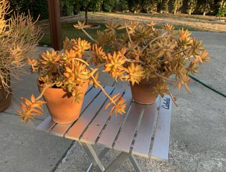 2 - 8” Golden Sedum Plants
