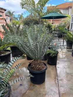 Encephalartos horridus blue cycad