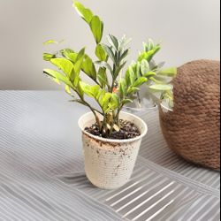 Live Zz Indoor Outdoor Decor Tropical Home Decor Plant