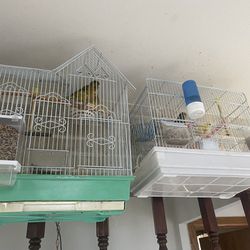 Canary Baby And Parents 