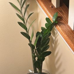 Zz Plant 
