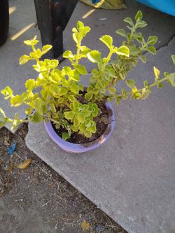 Mexican mint