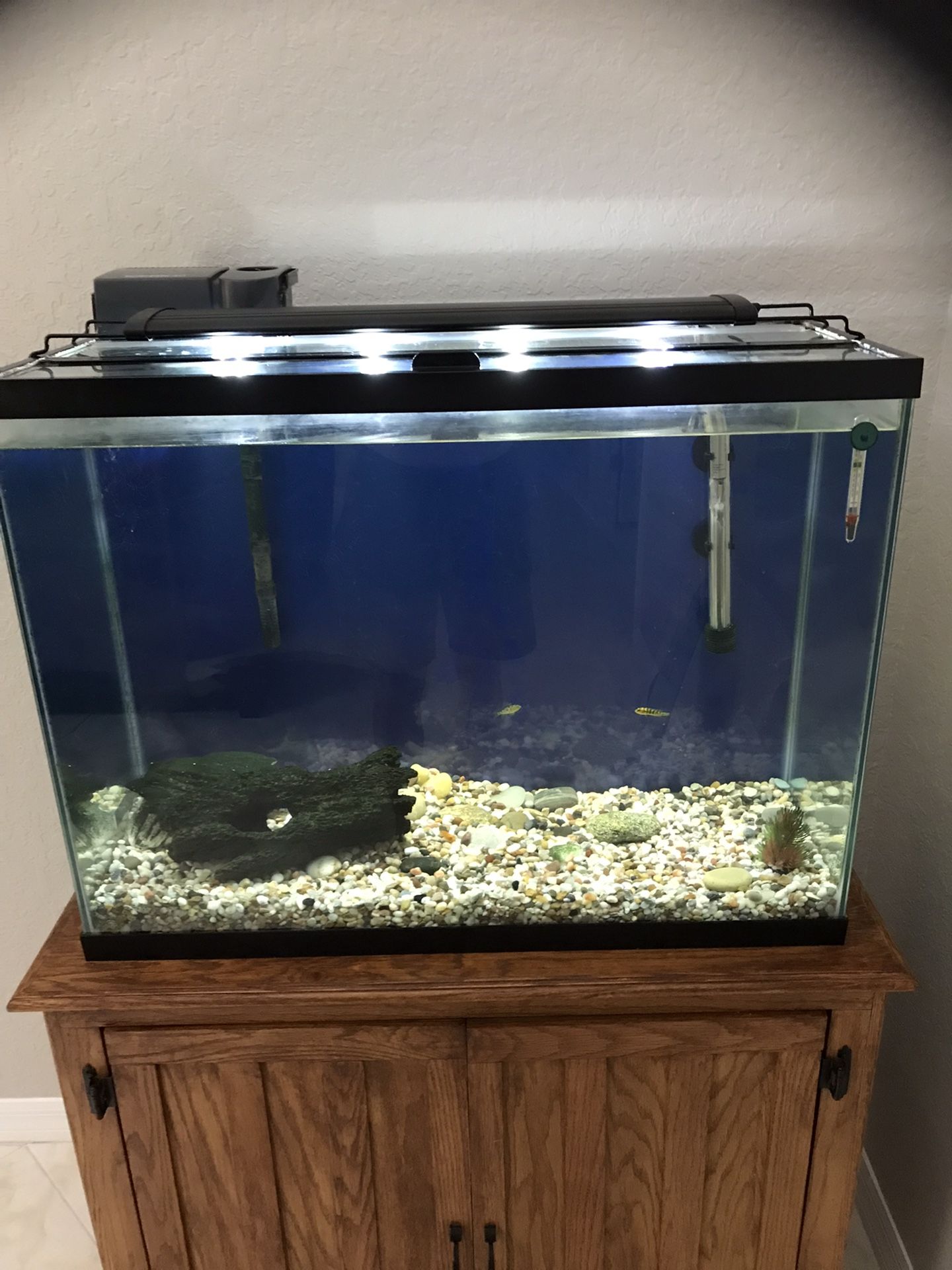 40 Gallon Aquarium