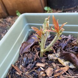 Cats Claw Plant/Uña De Gato Planta