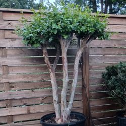 Creape Myrtle 