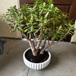 Healthy Home Grown Jade Plant