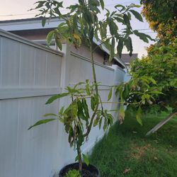 Has Avocado Trees