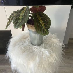 Housplant Praying Red Plant