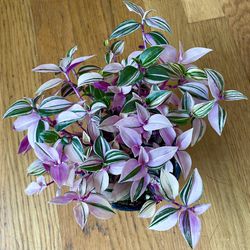 Tradescantia Tricolor Pink Princess Plant / Free Delivery Available  Thumbnail