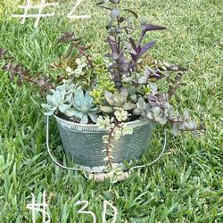 Live Succulent Arrangements 