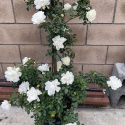 Rose Climbing Plant, Whites Flowers Is In 5 Gallóns Pot Is 4 Feet Tall Pick Up Only