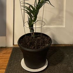 Large Aloe Plant 