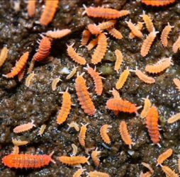 Orange and Yellow Springtails