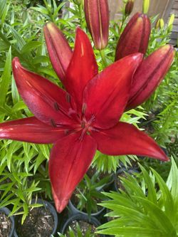 Asiatic lily plants