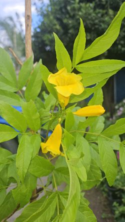 Tacoma Golden Yellow Plant