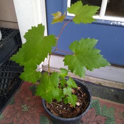 Grapes Plant 