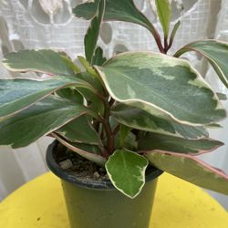 Variegated Plant 🪴 