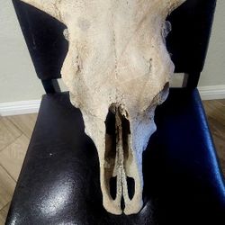 Priced To Sell Real Bone Cow Skull