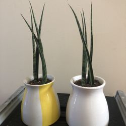 Sansevieria Plants