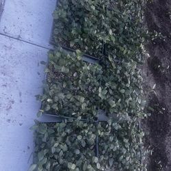 Groundcover Jasmine Flat