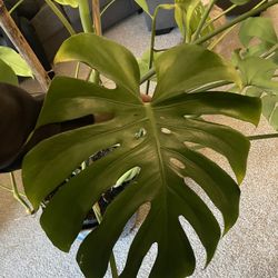 Large Monstera New Growth