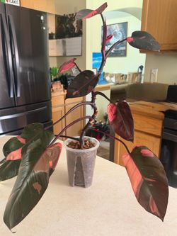 Philodendron Pink Princess