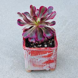 Succulents plants （Aeonium Medusa Rare Succulent）