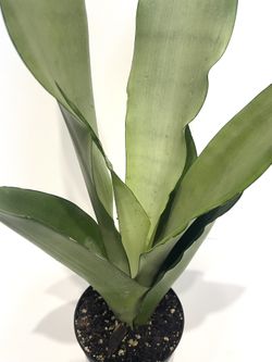 Various Snake Plants