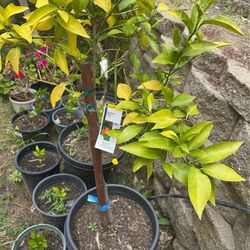 Mandarin 5 gallon tree