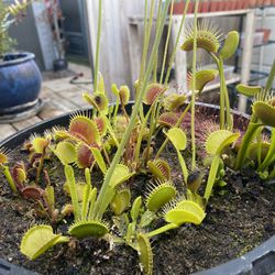 Beautiful flowering venus flytrap pot