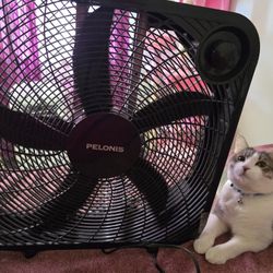 Pelonis Box Fan