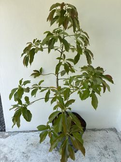 Grafted Oro Negro Avocado tree